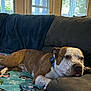 animal, blanket, brown_and_white_dog, collar, comfort, couch, cozy, curtains, daylight, dog, furniture, home, indoor, living_room, penguin_pattern, pet, relaxed, resting, tongue_out, window
