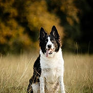 Gina participe au concours pour gagner de l'argent avec cette photo : dog, border_collie, grass, field, sitting, tongue_out, black_and_white, animal, pet, outdoor, nature, ears_up, fur, canine, portrait, autumn, trees, blurred_background, daylight, friendly