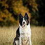dog, border_collie, grass, field, sitting, tongue_out, black_and_white, animal, pet, outdoor, nature, ears_up, fur, canine, portrait, autumn, trees, blurred_background, daylight, friendly