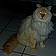 Jarold
