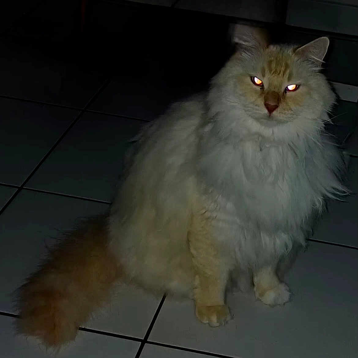 Jarold participe au concours pour gagner de l'argent avec cette photo : cat, fluffy, long_hair, animal, pet, indoor, tile_floor, sitting, glowing_eyes, orange_tail, whiskers, ears, fur, mammal, cute, portrait, domestic_cat, feline, face, night