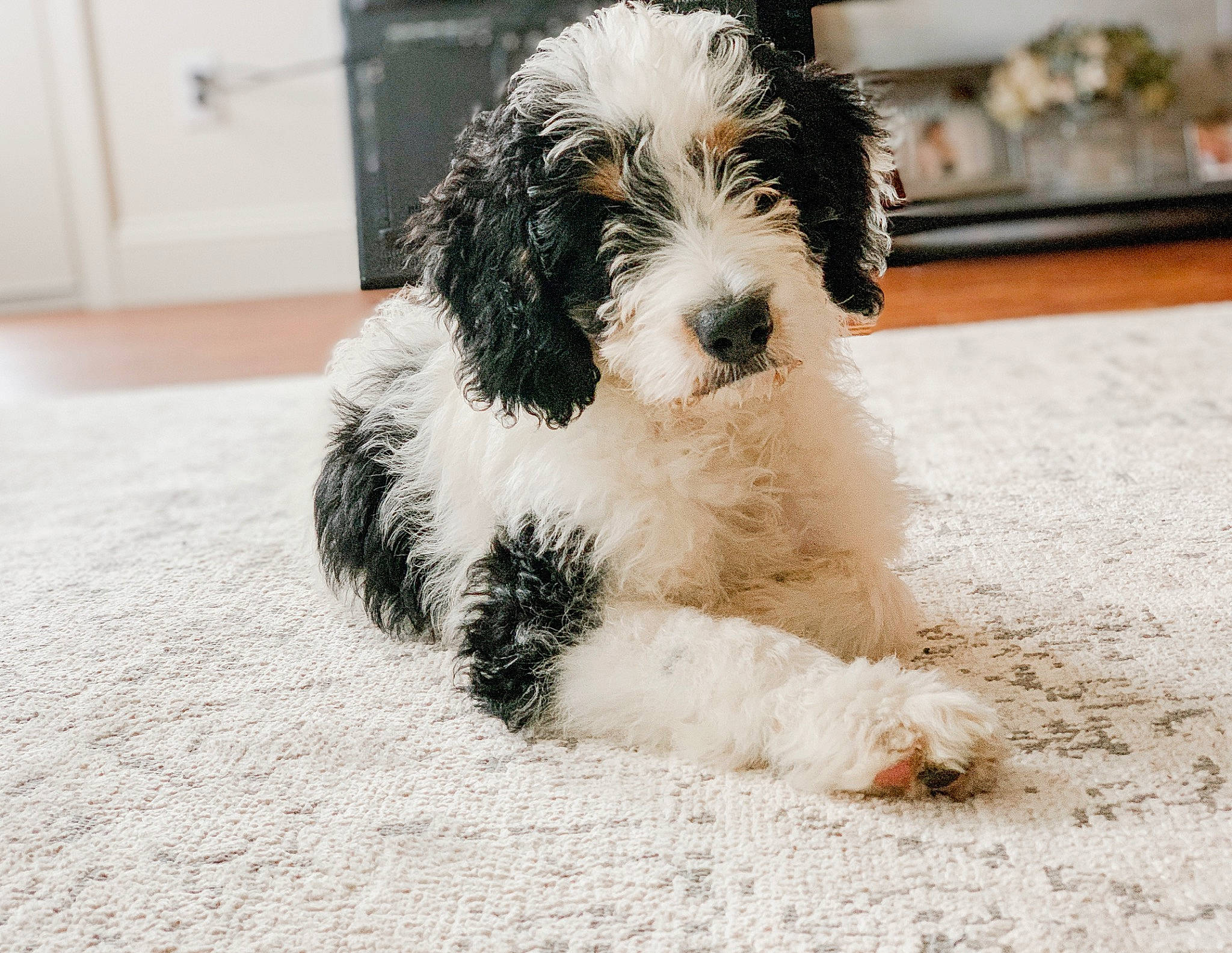 Huxley joined the competition — help win amazing prizes! briquet_griffon_vendeen, canidae, carnivore, cockapoo, companion_dog, dog, dog_breed, grand_basset_griffon_vendeen, mammal, petit_basset_griffon_vendeen, puppy, rare_breed_dog, spanish_water_dog, sporting_group, terrier, tibetan_terrier, vertebrate