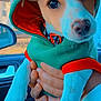 Rocky is registered to the contest to win money with this photo: puppy, dog, hoodie, green_hoodie, orange_trim, car_interior, hand, holding, cute, pet, animal, window, seat, collar, young_dog, close_up, indoors, portrait, small_dog, adorable