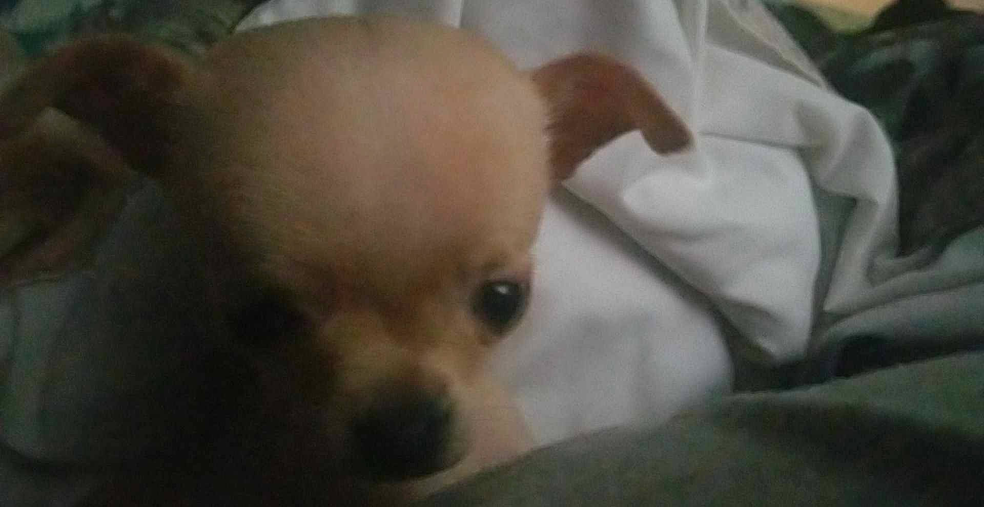 Fiona joined the competition — help win amazing prizes! canidae, carnivore, chihuahua, comfort, companion_dog, corgi_chihuahua, dog, dog_breed, ear, fawn, fur, non_sporting_group, snout, sporting_group, terrestrial_animal, toy_dog, whiskers, working_animal