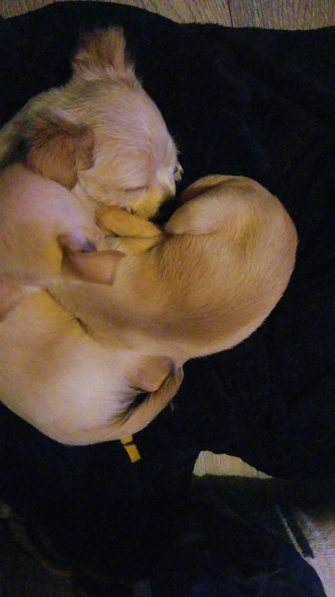 Fiona is registered to the contest to win money with this photo: canidae, carnivore, comfort, companion_dog, dog, dog_breed, ear, fawn, fur, gesture, liver, nap, paw, snout, sporting_group, tail, toy_dog, whiskers, wood, wrinkle