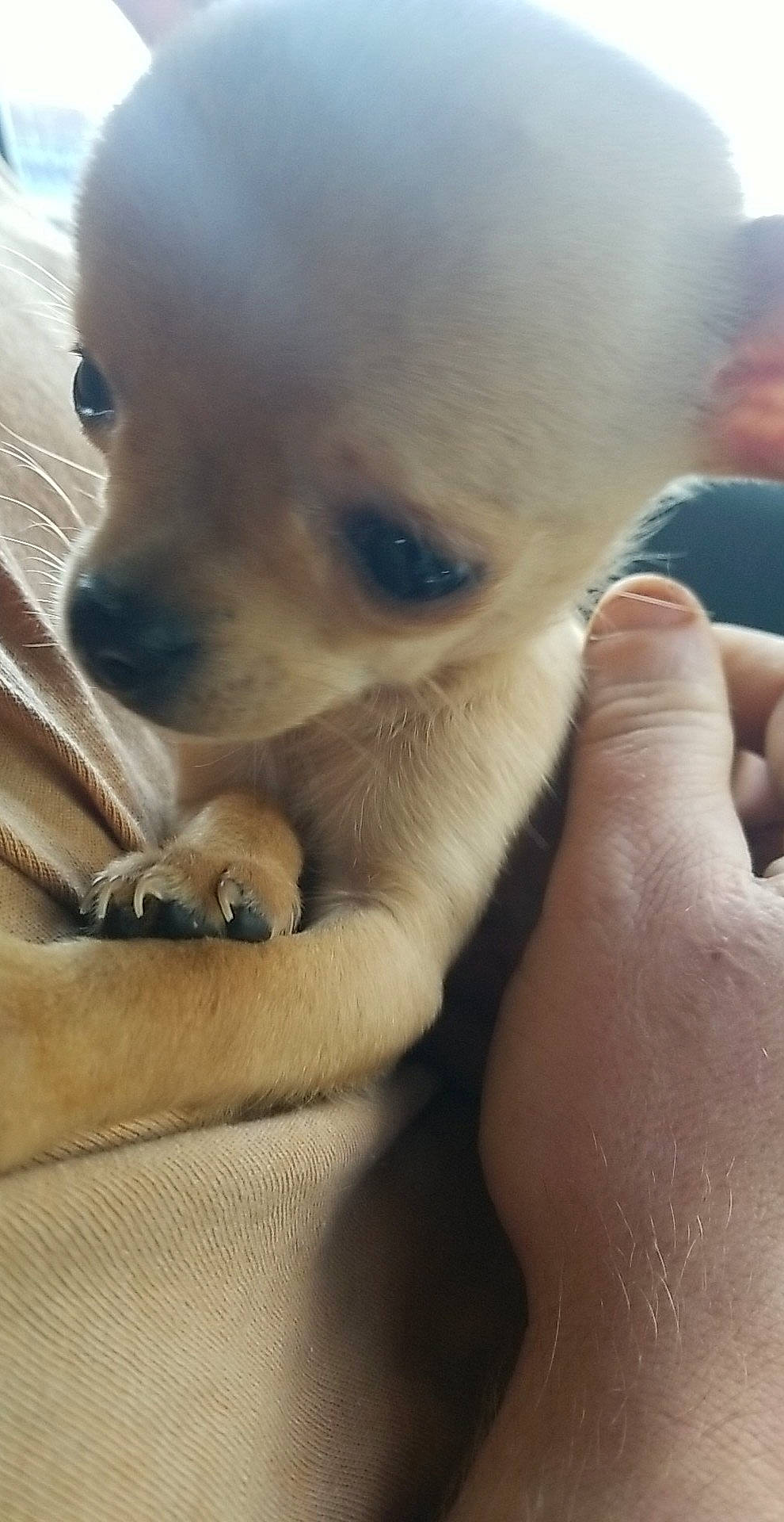 Fiona is registered to the contest to win money with this photo: canidae, carnivore, close_up, companion_dog, dog, dog_breed, ear, eyelash, fawn, fur, gesture, nail, non_sporting_group, paw, snout, sporting_group, toy_dog, whiskers, working_animal