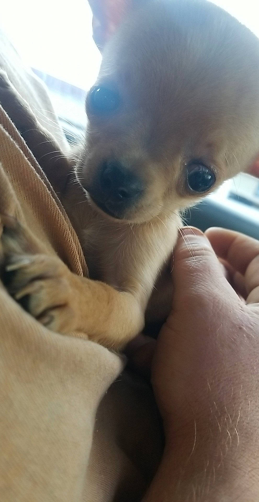 Fiona is registered to the contest to win money with this photo: canidae, carnivore, comfort, companion_dog, dog, dog_breed, fawn, felidae, finger, gesture, mammal, nail, paw, small_to_medium_sized_cats, sporting_group, thumb, toy_dog, vertebrate, whiskers, working_animal