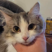 Rumi joined the competition — help win amazing prizes! cat, kitten, pet, close_up, face, eyes, whiskers, pink_nose, fur, hand, human_hand, indoor, whiteboard, soda_can, desk, table, portrait, cute, domestic_animal, long_hair