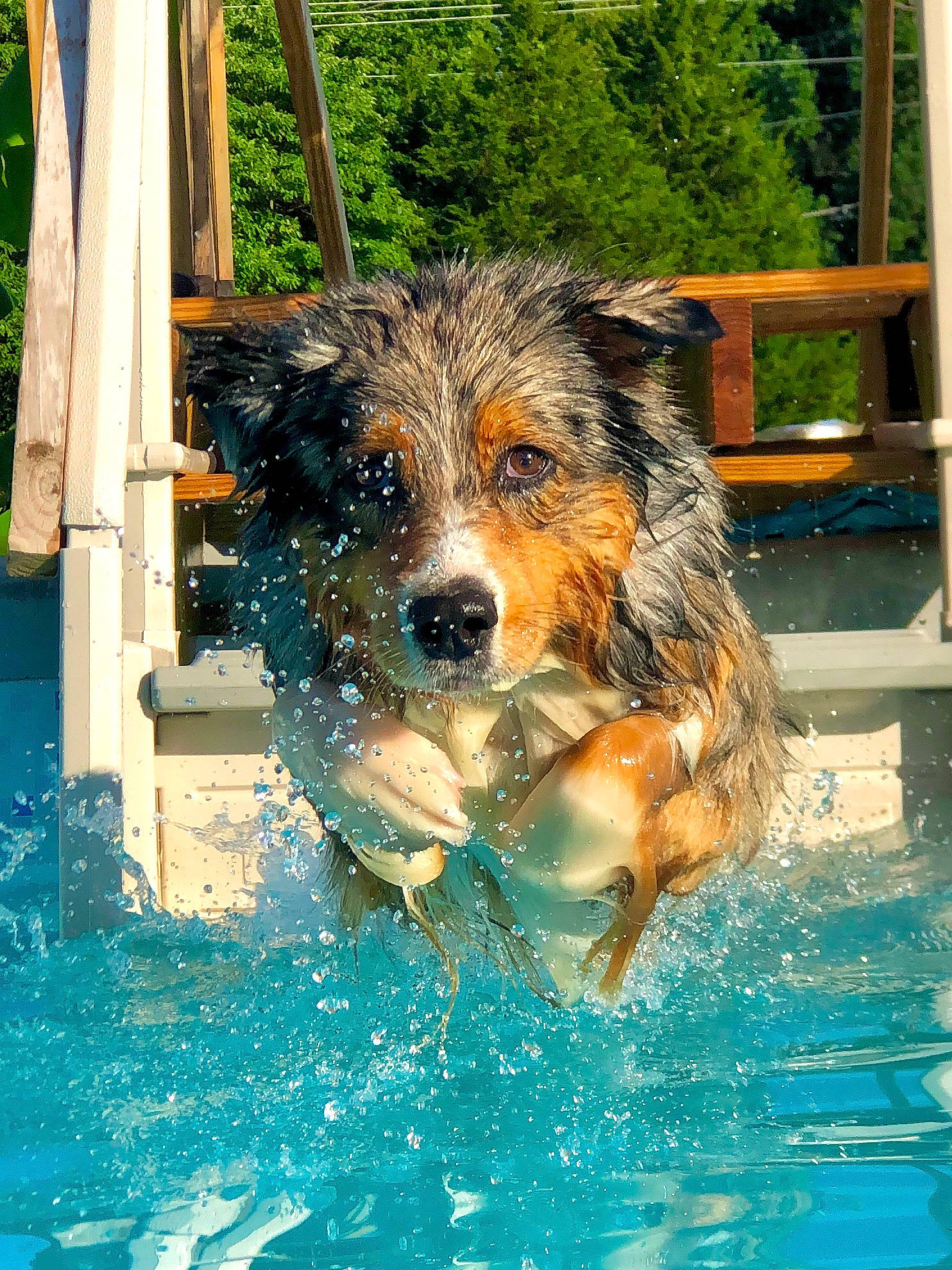 Ryker is registered to the contest to win money with this photo: australian_shepherd, canidae, carnivore, companion_dog, dog, dog_breed, herding_dog, leisure, sporting_group, working_dog