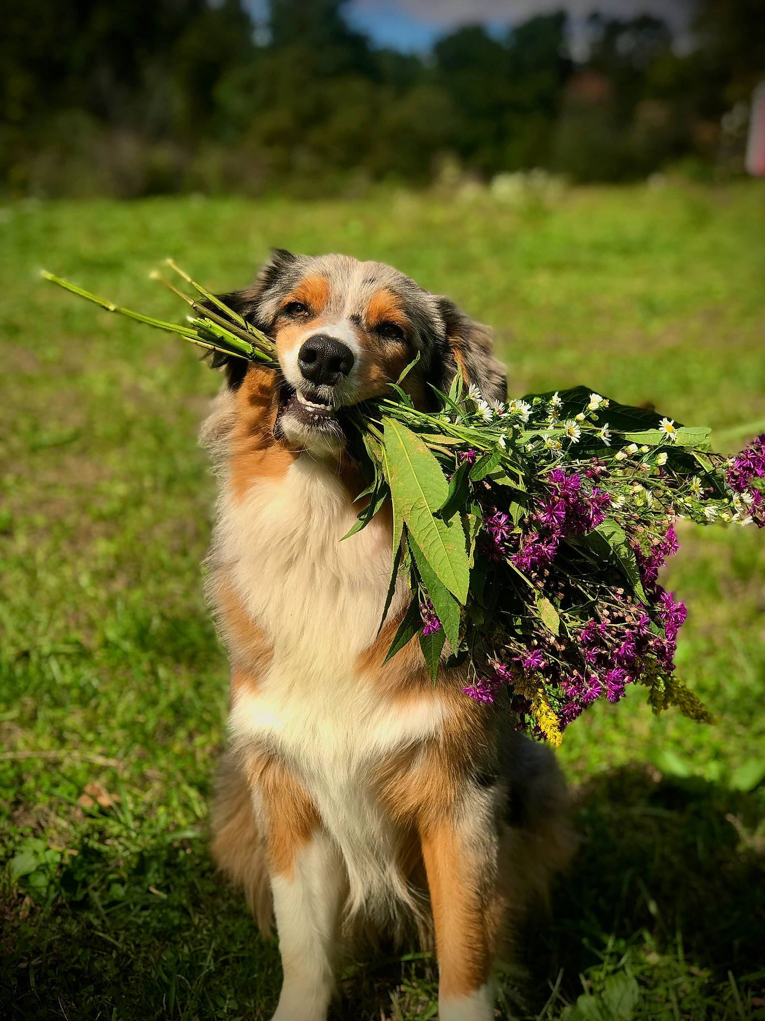 Ryker is registered to the contest to win money with this photo: australian_shepherd, canidae, carnivore, companion_dog, dog, dog_breed, english_shepherd, grass, kooikerhondje, mammal, miniature_australian_shepherd, plant, sporting_group, vertebrate, welsh_sheepdog, working_dog