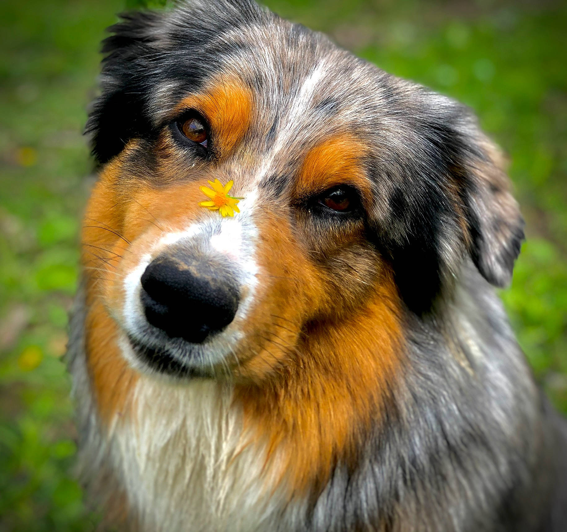 Ryker joined the competition — help win amazing prizes! australian_collie, australian_shepherd, canidae, carnivore, companion_dog, dog, dog_breed, english_shepherd, herding_dog, mammal, miniature_australian_shepherd, rare_breed_dog, scotch_collie, snout, sporting_group, vertebrate, welsh_sheepdog, whiskers, working_dog