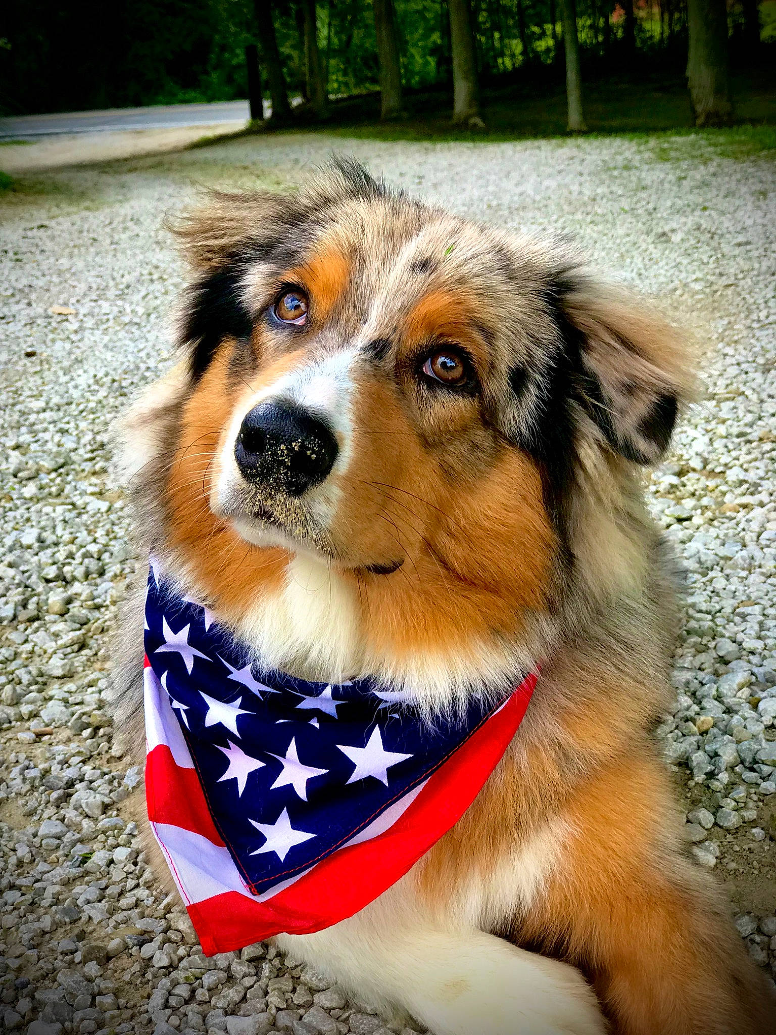 Ryker joined the competition — help win amazing prizes! australian_collie, australian_shepherd, basque_shepherd_dog, canidae, carnivore, collar, companion_dog, dog, dog_breed, dog_collar, english_shepherd, fur, mammal, miniature_australian_shepherd, rare_breed_dog, scotch_collie, snout, sporting_group, vertebrate, welsh_sheepdog