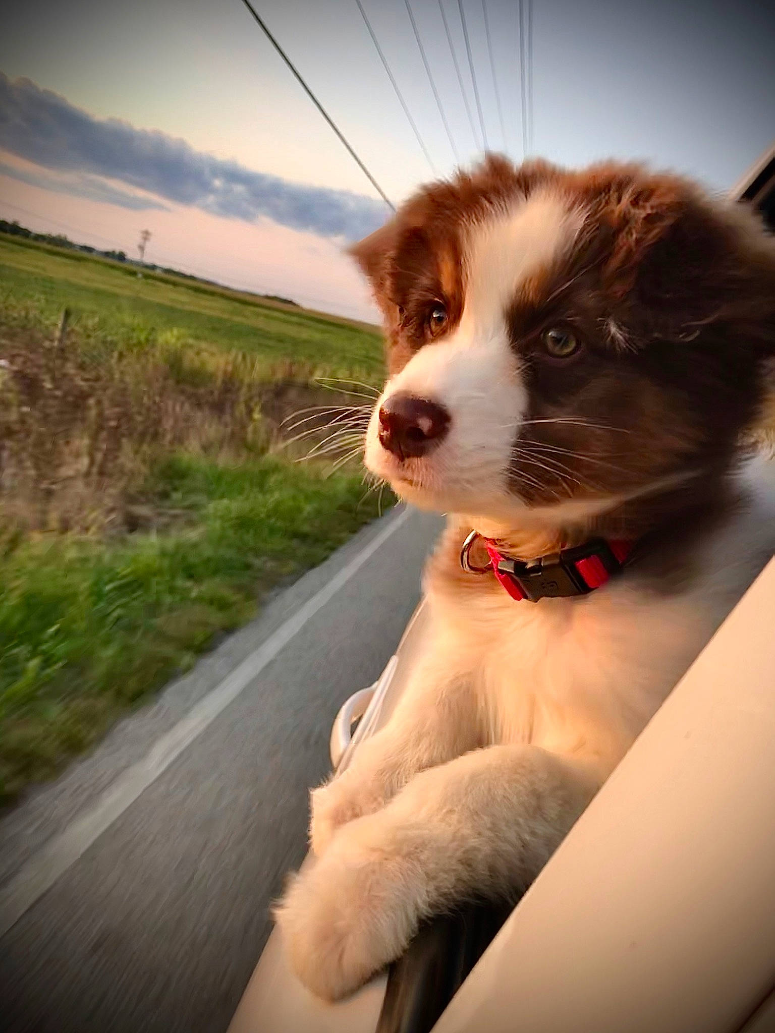 Hooligan is registered to the contest to win money with this photo: australian_shepherd, border_collie, canidae, carnivore, companion_dog, dog, dog_breed, kooikerhondje, mammal, miniature_australian_shepherd, mucuchies, puppy, snout, sporting_group, working_dog