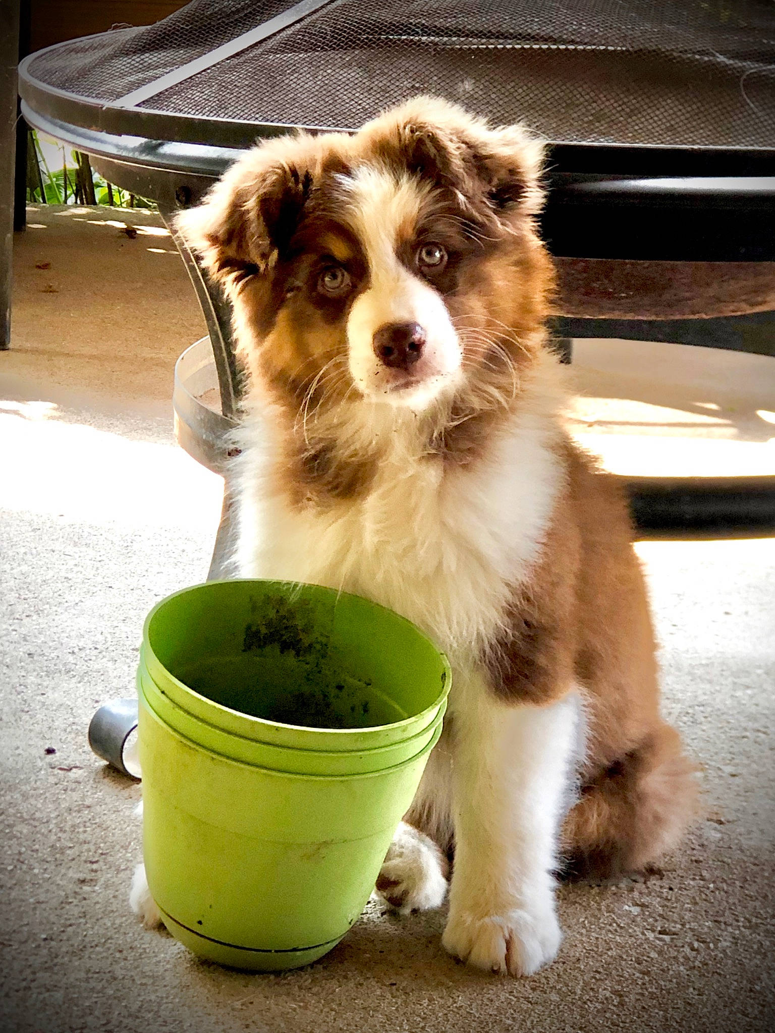 Hooligan is registered to the contest to win money with this photo: australian_shepherd, border_collie, canidae, carnivore, companion_dog, dog, dog_breed, mammal, miniature_australian_shepherd, puppy, sporting_group, vertebrate, welsh_sheepdog