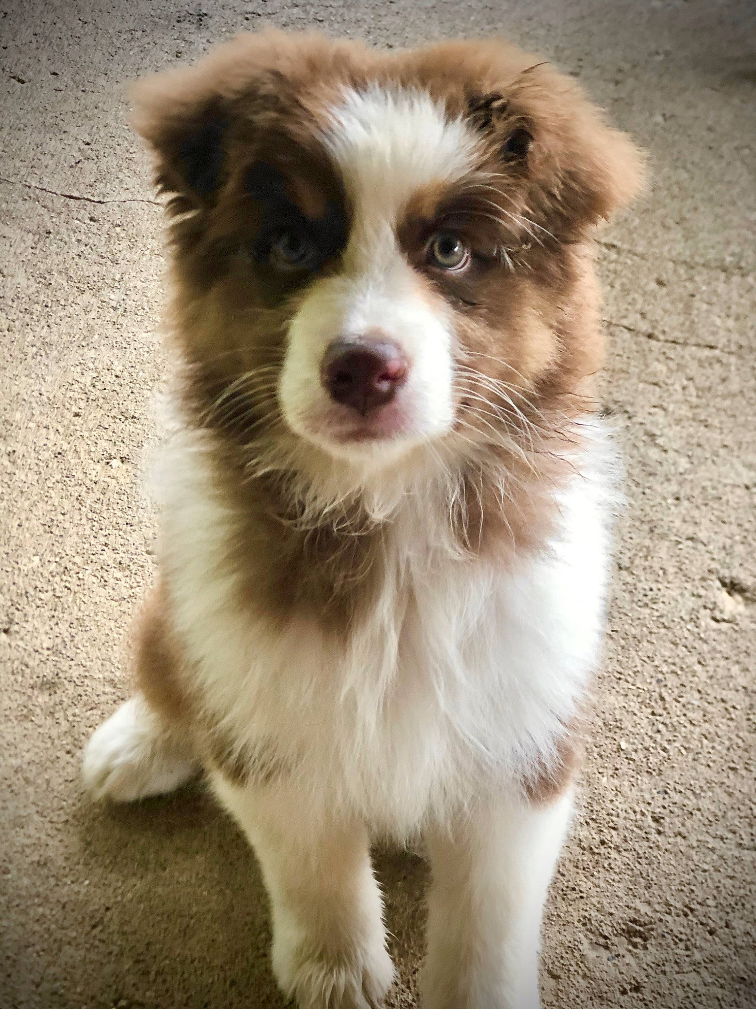 Hooligan joined the competition — help win amazing prizes! australian_collie, australian_shepherd, basque_shepherd_dog, border_collie, canidae, carnivore, companion_dog, dog, dog_breed, fawn, herding_dog, mammal, miniature_australian_shepherd, nose, puppy, rare_breed_dog, snout, sporting_group, vertebrate, welsh_sheepdog