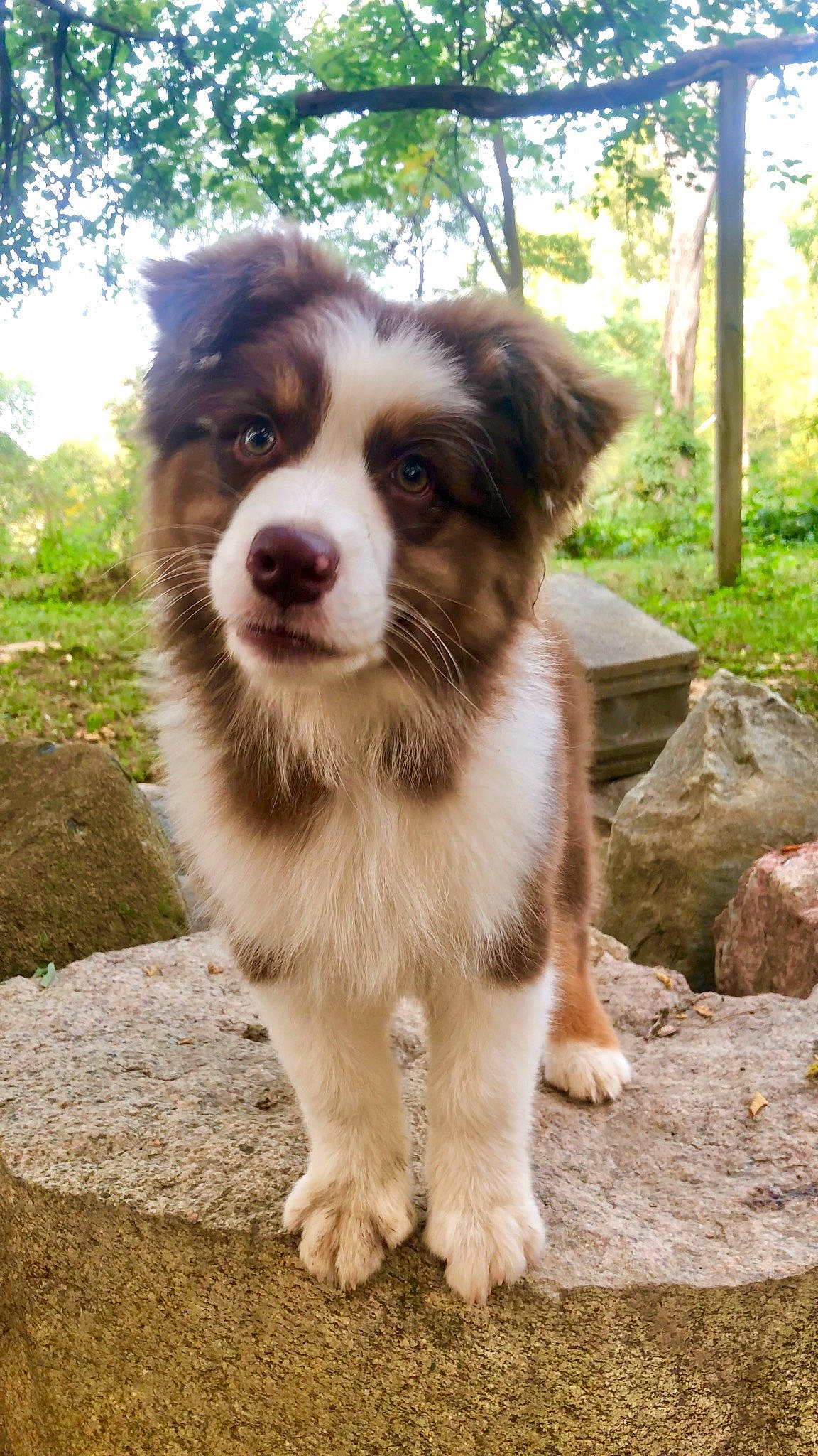 Hooligan joined the competition — help win amazing prizes! australian_collie, australian_shepherd, basque_shepherd_dog, border_collie, canidae, carnivore, companion_dog, dog, dog_breed, fawn, herding_dog, mammal, miniature_australian_shepherd, puppy, rare_breed_dog, sporting_group, vertebrate, working_dog