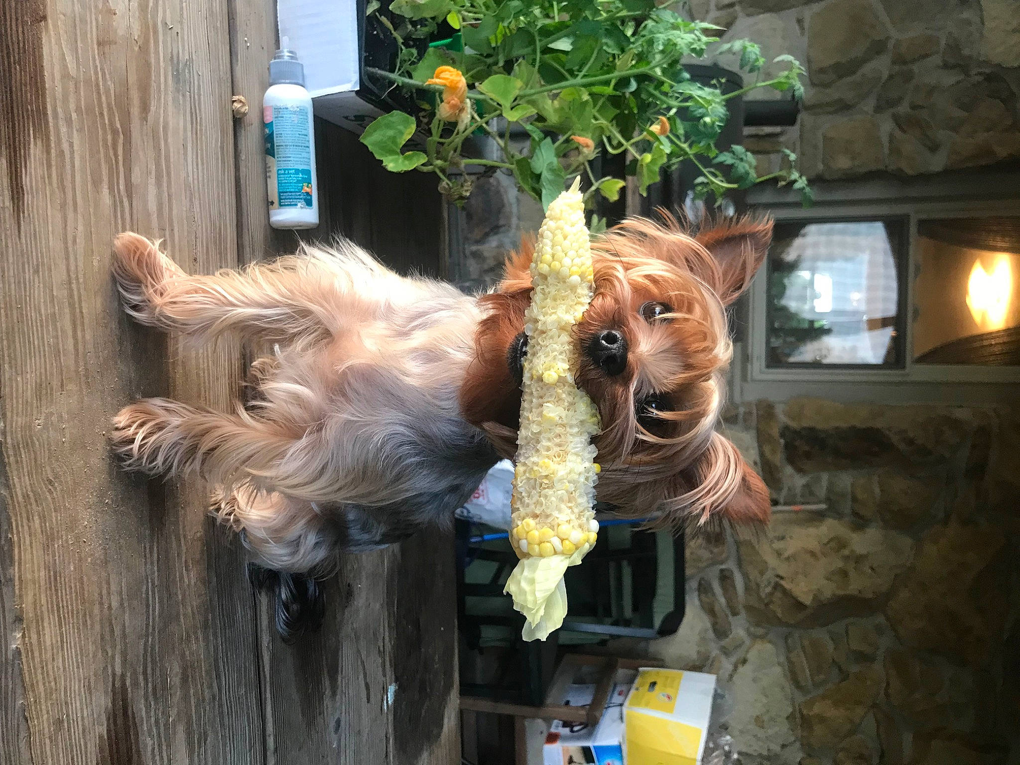 Faylynn is registered to the contest to win money with this photo: australian_silky_terrier, australian_terrier, berger_picard, canidae, carnivore, companion_dog, dog, dog_breed, norwich_terrier, sporting_group, terrier
