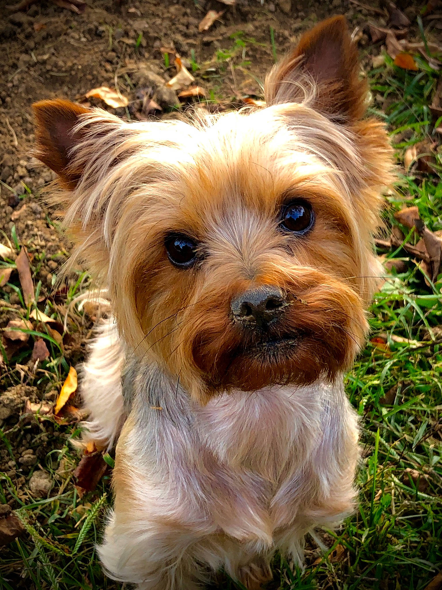 Faylynn joined the competition — help win amazing prizes! australian_silky_terrier, australian_terrier, biewer_terrier, canidae, carnivore, companion_dog, dog, dog_breed, grass, mammal, morkie, norfolk_terrier, norwich_terrier, puppy, small_terrier, snout, terrier, toy_dog, vertebrate, yorkshire_terrier