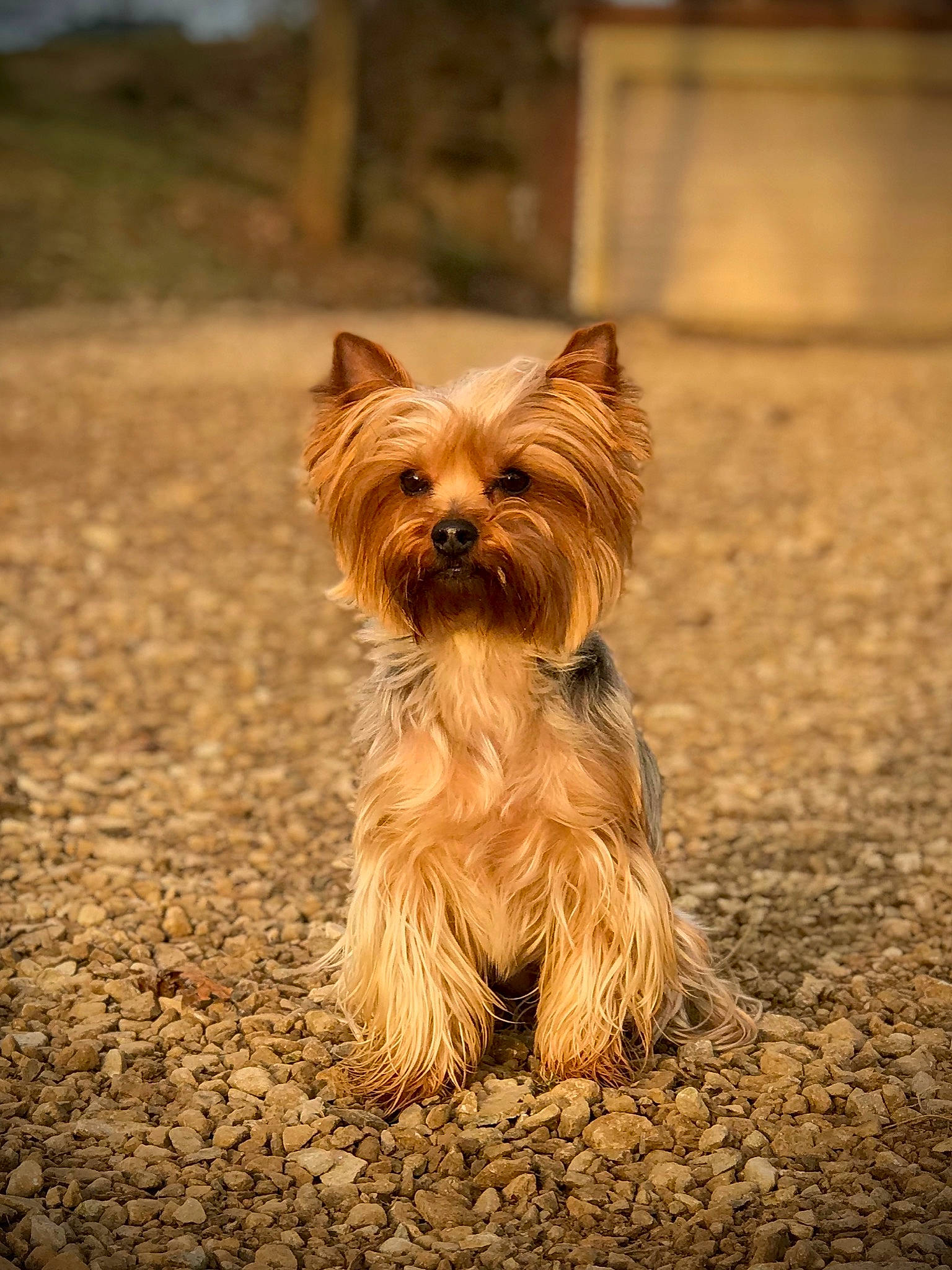 Faylynn joined the competition — help win amazing prizes! australian_silky_terrier, australian_terrier, biewer_terrier, cairn_terrier, canidae, carnivore, companion_dog, dog, dog_breed, fawn, mammal, morkie, norwich_terrier, puppy, rare_breed_dog, small_terrier, terrier, toy_dog, vertebrate, yorkshire_terrier