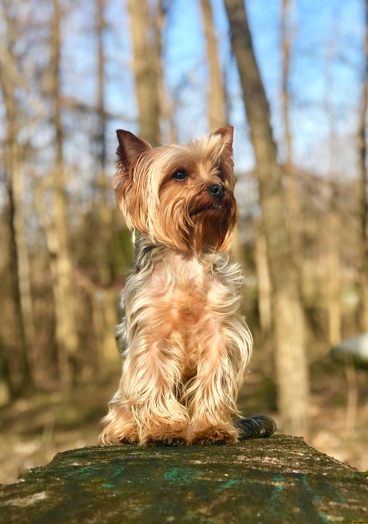Faylynn is registered to the contest to win money with this photo: australian_silky_terrier, australian_terrier, biewer_terrier, cairn_terrier, canidae, carnivore, companion_dog, dog, dog_breed, fawn, glen_of_imaal_terrier, mammal, norwich_terrier, rare_breed_dog, small_terrier, terrier, toy_dog, vertebrate, yorkshire_terrier