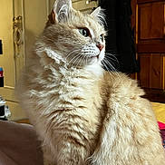 Cookie participe au concours pour gagner de l'argent avec cette photo : cat, fluffy, orange_cat, indoor, pet, feline, whiskers, fur, domestic_animal, looking_away, cozy, home_interior, wooden_furniture, blanket, soft_light, cute, animal_portrait, sitting, closeup, relaxed