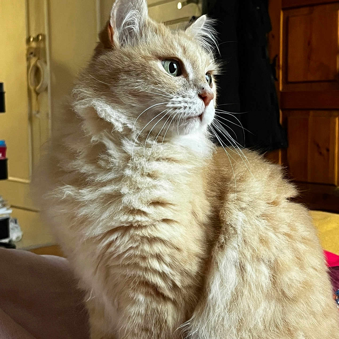 Cookie participe au concours pour gagner de l'argent avec cette photo : animal_portrait, blanket, cat, closeup, cozy, cute, domestic_animal, feline, fluffy, fur, home_interior, indoor, looking_away, orange_cat, pet, relaxed, sitting, soft_light, whiskers, wooden_furniture