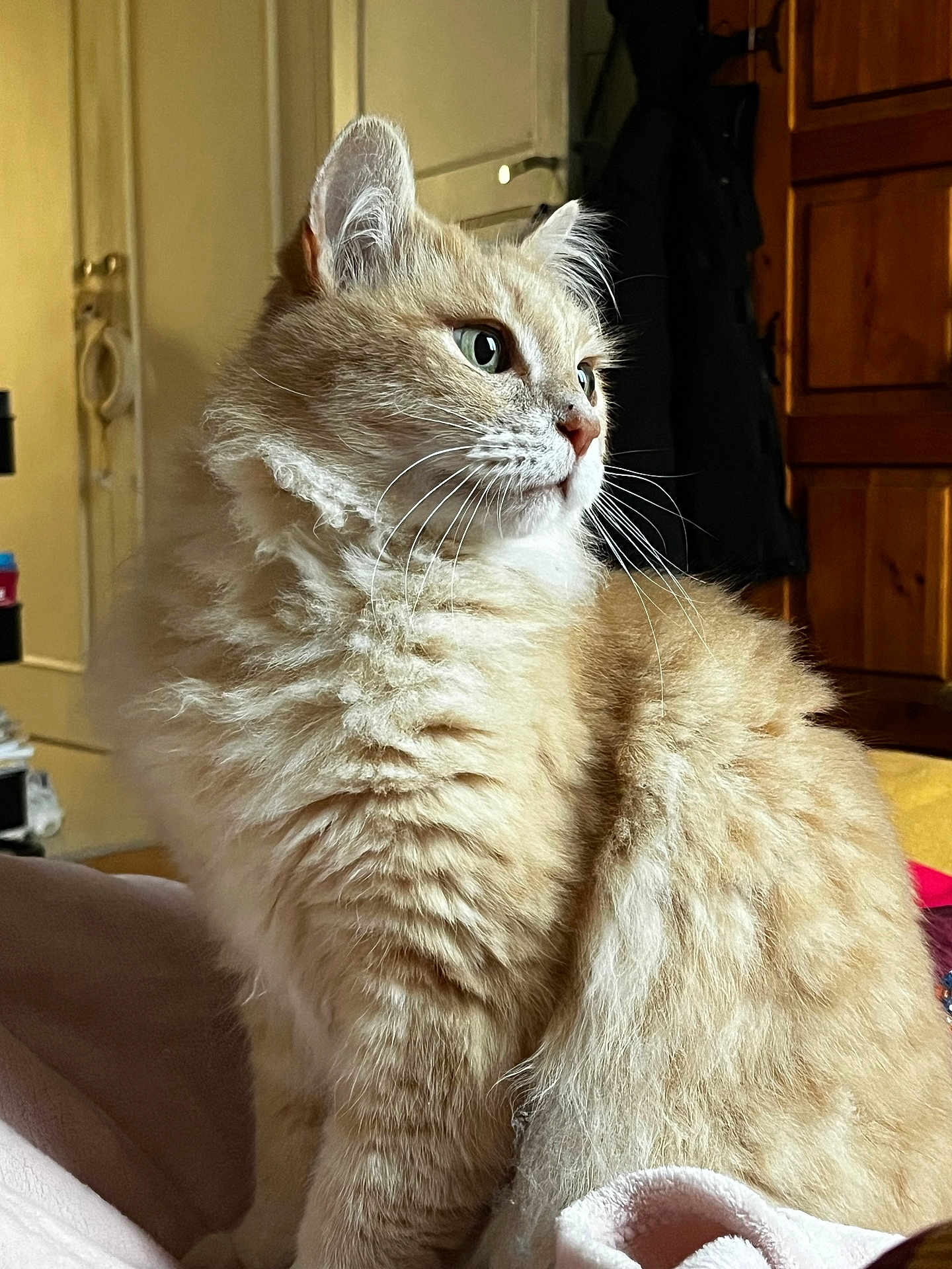 Cookie participe au concours pour gagner de l'argent avec cette photo : cat, fluffy, orange_cat, indoor, pet, feline, whiskers, fur, domestic_animal, looking_away, cozy, home_interior, wooden_furniture, blanket, soft_light, cute, animal_portrait, sitting, closeup, relaxed