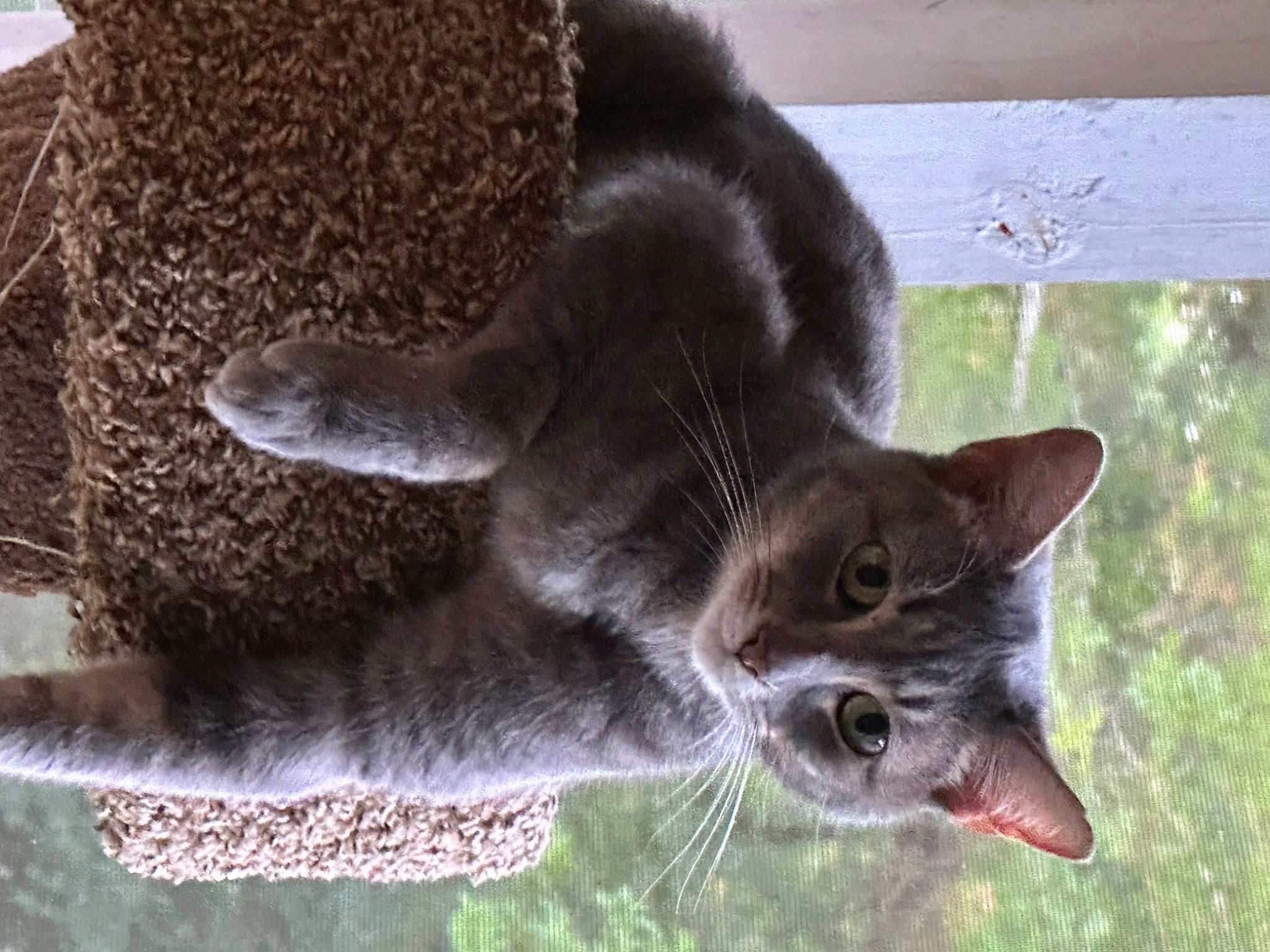 Gaget is registered to the contest to win money with this photo: black_cat, carnivore, cat, cat_supply, claw, domestic_short_haired_cat, felidae, fur, grass, mammal, plant, small_to_medium_sized_cats, snout, tail, terrestrial_animal, tree, vertebrate, whiskers, wildlife, window