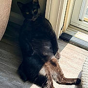 Binx joined the competition — help win amazing prizes! black_cat, cat, sunlight, indoor, floor, door, relaxed, pet, animal, feline, resting, shadow, wood_floor, home, window, domestic_cat, cute, lying_down, cozy, quiet