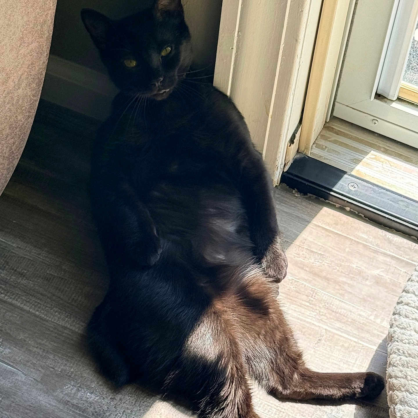 Binx joined the competition — help win amazing prizes! black_cat, cat, sunlight, indoor, floor, door, relaxed, pet, animal, feline, resting, shadow, wood_floor, home, window, domestic_cat, cute, lying_down, cozy, quiet