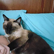 Duke joined the competition — help win amazing prizes! animal, bed, blue_pillow, cat, closeup, companionship, cozy, cute, domestic_cat, fur, human_arm, indoor, paw, pet, pillow, resting, siamese_cat, sleeping, whiskers, wooden_headboard