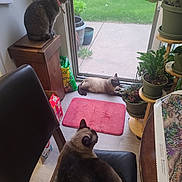 Duke Willow Dominic is registered to the contest to win money with this photo: accessories, animal, architecture, bag, building, cat, chair, cookware, furniture, handbag, homedecor, indoors, jar, livingroom, pet, plant, pot, pottedplant, room, wood