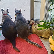 Duke Dominic Williw is registered to the contest to win money with this photo: abyssinian, animal, architecture, building, canine, cat, cushion, furniture, hardwood, homedecor, indoors, interiordesign, livingroom, mat, pet, plant, pottedplant, room, rug, wood