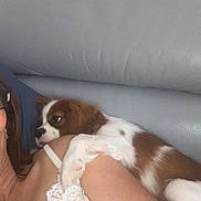 Aribo participe au concours pour gagner de l'argent avec cette photo : dog, brown_and_white, snuggling, shoulder, person, white_lace_top, couch, indoor, close_up, pet, companion, relaxed, cozy, fur, animal, paw, casual, comfort, resting, friendship