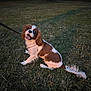Aribo a rejoint le concours — aidez-le/la à gagner de superbes lots ! dog, cavalier_king_charles_spaniel, grass, outdoor, pet, animal, leash, canine, happy, tongue_out, sitting, nature, field, evening, brown_and_white, fur, ears, tail, playful, cute