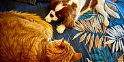Aribo a rejoint le concours — aidez-le/la à gagner de superbes lots ! cat, dog, bed, blanket, fur, orange_cat, small_dog, resting, indoor, pet, animal, cozy, tropical_pattern, blue_bedspread, brown_and_white_dog, relaxed, curious, feline, canine, paw