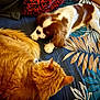 cat, dog, bed, blanket, fur, orange_cat, small_dog, resting, indoor, pet, animal, cozy, tropical_pattern, blue_bedspread, brown_and_white_dog, relaxed, curious, feline, canine, paw