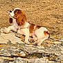 Aribo participe au concours pour gagner de l'argent avec cette photo : dog, puppy, cavalier_king_charles_spaniel, rock, lichen, dry_grass, outdoor, sunlight, brown_and_white, fur, animal, pet, cute, lying_down, nature, grass, mammal, looking_up, ears, nose