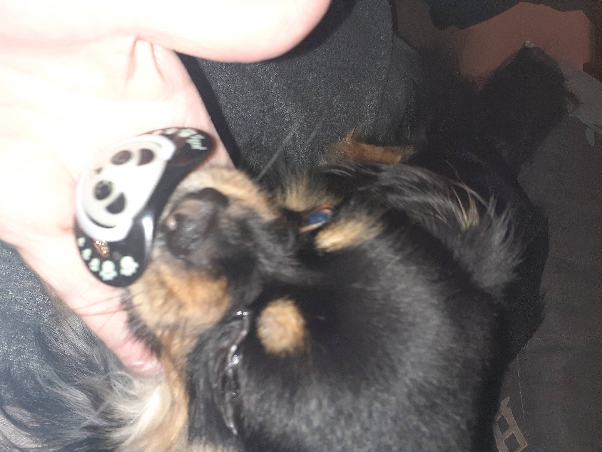 Starcky Chretien a rejoint le concours — aidez-le/la à gagner de superbes lots ! canidae, carnivore, claw, comfort, companion_dog, dog, dog_breed, ear, fawn, fur, guard_dog, nail, nap, paw, puppy_love, snout, sporting_group, tail, toy_dog, whiskers