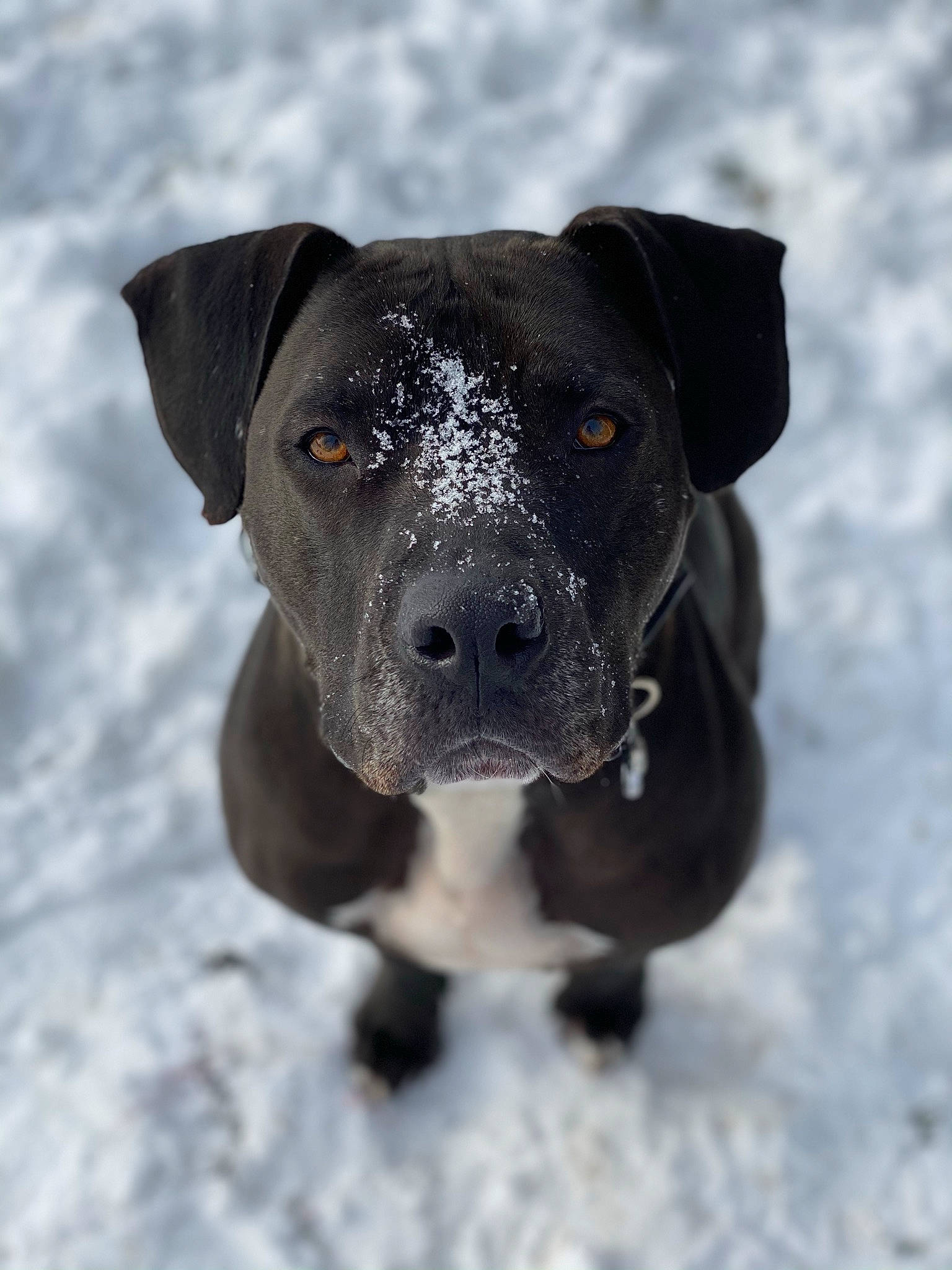 Legend joined the competition — help win amazing prizes! borador, canidae, carnivore, companion_dog, dog, dog_breed, dog_collar, electric_blue, fawn, freezing, fur, guard_dog, pet_supply, snout, snow, sporting_group, terrestrial_animal, whiskers, winter, working_animal