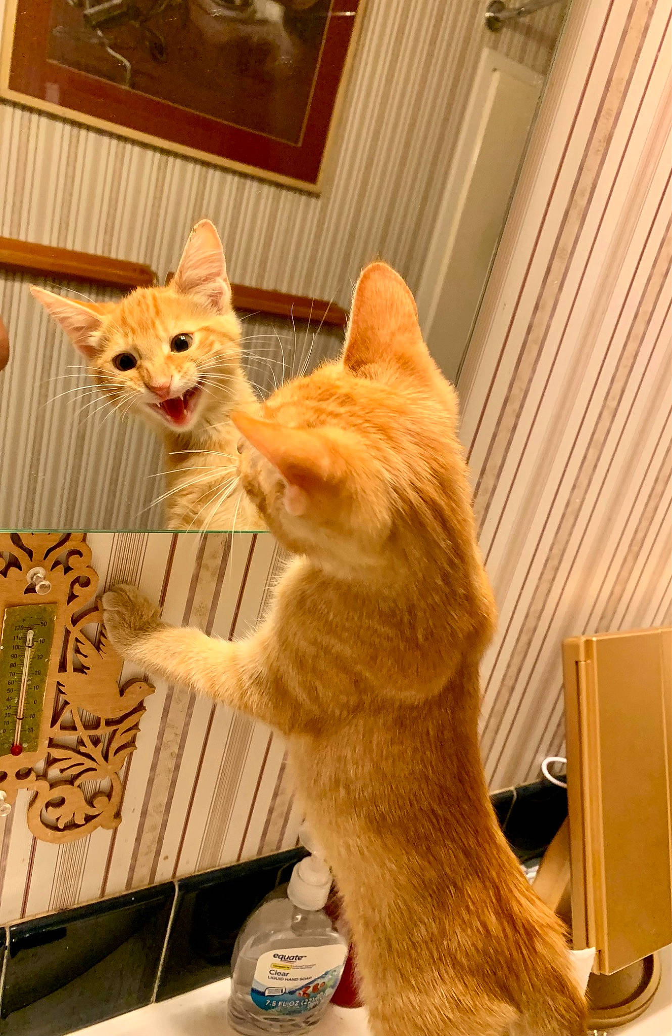 Arrow joined the competition — help win amazing prizes! carnivore, cat, comfort, domestic_short_haired_cat, fawn, felidae, flooring, foot, fur, hardwood, paw, room, small_to_medium_sized_cats, snout, tail, varnish, water_bottle, whiskers, wood, wood_stain