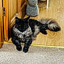 Strider is registered to the contest to win money with this photo: cat, fluffy, black_cat, gray_fur, indoor, carpet, wooden_floor, door, door_hinge, relaxed, pet, animal, feline, laying_down, tail, fur, yellow_eyes, home, threshold, resting