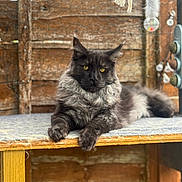 Strider is registered to the contest to win money with this photo: cat, fluffy, yellow_eyes, wooden_shelf, rustic, indoor, relaxed, animal, pet, feline, fur, portrait, resting, closeup, texture, brown, gray, cozy, comfortable, home