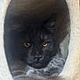 Strider is registered to the contest to win money with this photo: cat, black_cat, yellow_eyes, feline, cozy, tunnel, indoor, pet, fur, animal, closeup, portrait, looking, cute, mammal, soft, whiskers, home, resting, dark