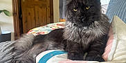 Strider joined the competition — help win amazing prizes! cat, long_hair, black_cat, gray_fur, cushion, striped_cushion, blanket, indoor, sofa, relaxed, pet, feline, yellow_eyes, wooden_door, plant, cozy, home_interior, fur, resting, domestic_animal