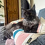 cat, long_hair, black_cat, gray_fur, cushion, striped_cushion, blanket, indoor, sofa, relaxed, pet, feline, yellow_eyes, wooden_door, plant, cozy, home_interior, fur, resting, domestic_animal