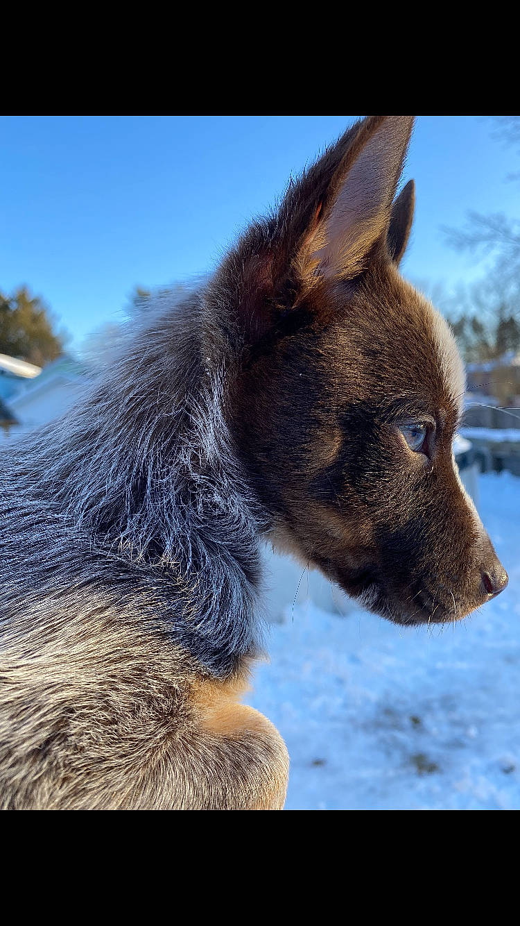 Bourbon joined the competition — help win amazing prizes! australian_cattle_dog, canidae, carnivore, close_up, companion_dog, dog, dog_breed, electric_blue, fawn, fur, sky, snout, snow, sporting_group, terrestrial_animal, water, whiskers, wildlife, winter, working_dog