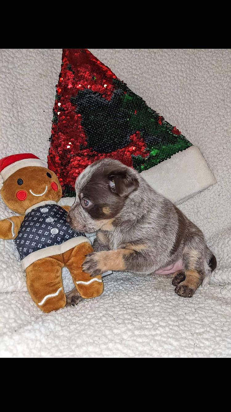 Bourbon is registered to the contest to win money with this photo: art, cap, carmine, carnivore, companion_dog, costume_hat, dog_breed, event, fawn, felidae, fur, linens, liver, pattern, product, rectangle, small_to_medium_sized_cats, textile, toy, whiskers