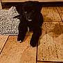 puppy, dog, black_dog, floor, tile_floor, rug, indoor, wooden_cabinet, pet, animal, cute, young_dog, laying_down, looking_at_camera, white_paws, fur, domestic_animal, home, cozy, curious