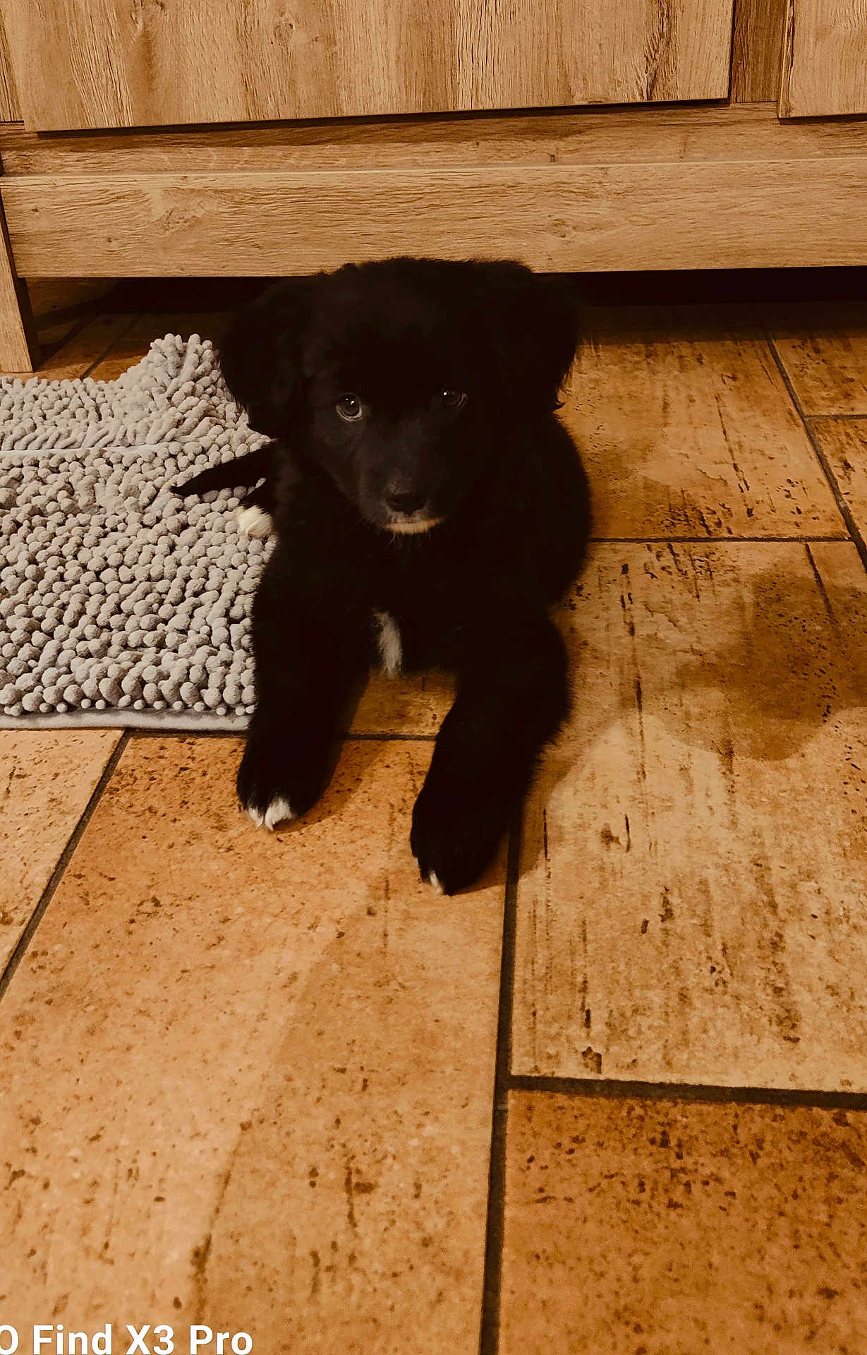 Spooky participe au concours pour gagner de l'argent avec cette photo : puppy, dog, black_dog, floor, tile_floor, rug, indoor, wooden_cabinet, pet, animal, cute, young_dog, laying_down, looking_at_camera, white_paws, fur, domestic_animal, home, cozy, curious
